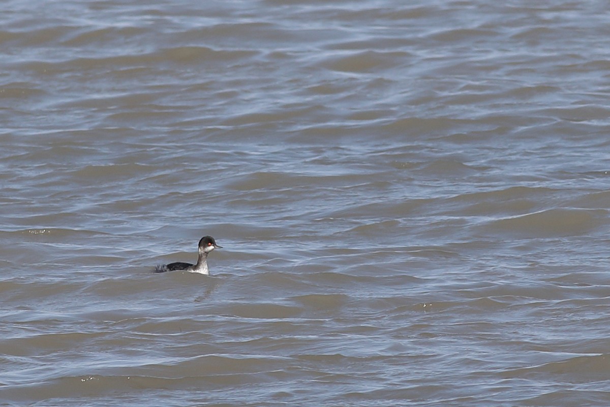 Eared Grebe - Graham Montgomery
