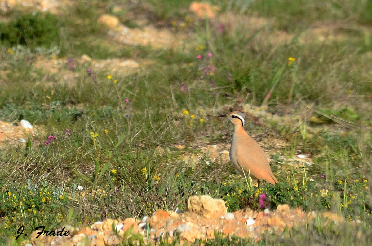 Cream-colored Courser - ML43008021