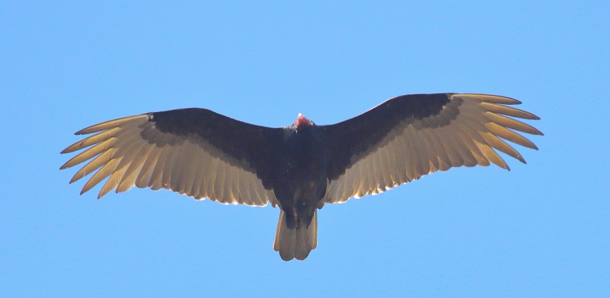 Turkey Vulture - ML430081401