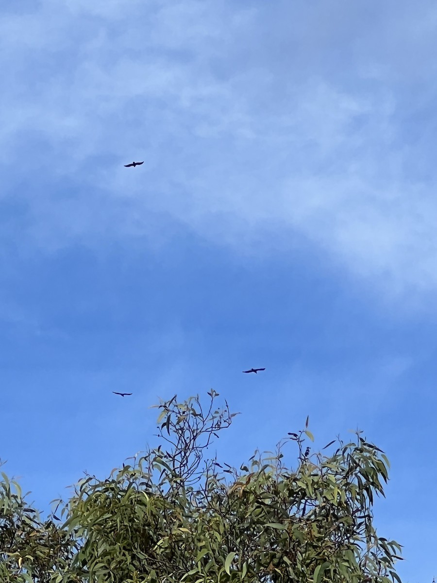 Wedge-tailed Eagle - DS Ridley