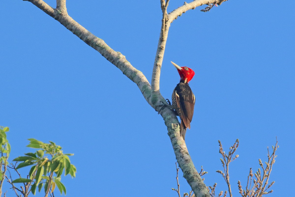 Pale-billed Woodpecker - Michael O'Brien