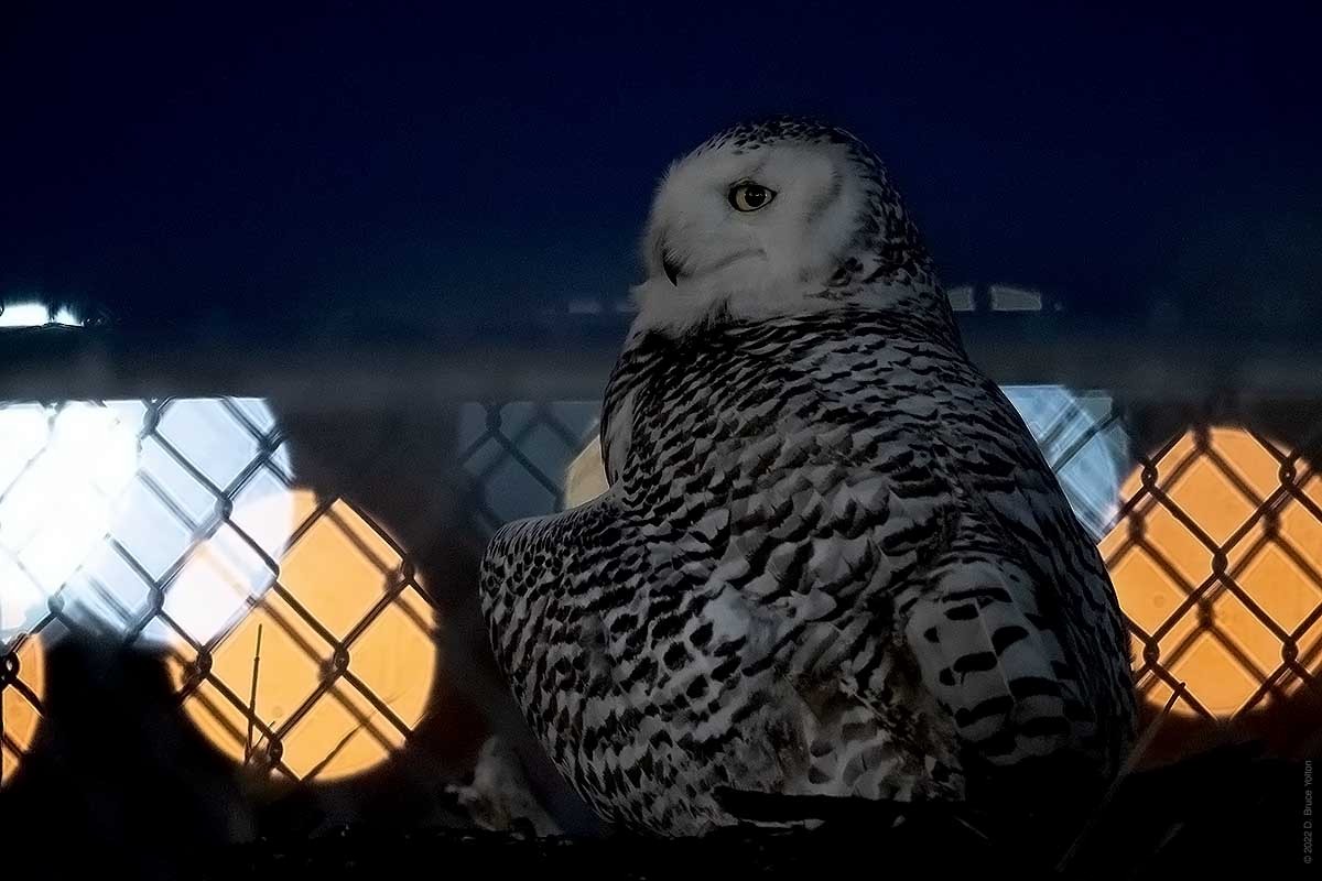 Snowy Owl - ML430086671