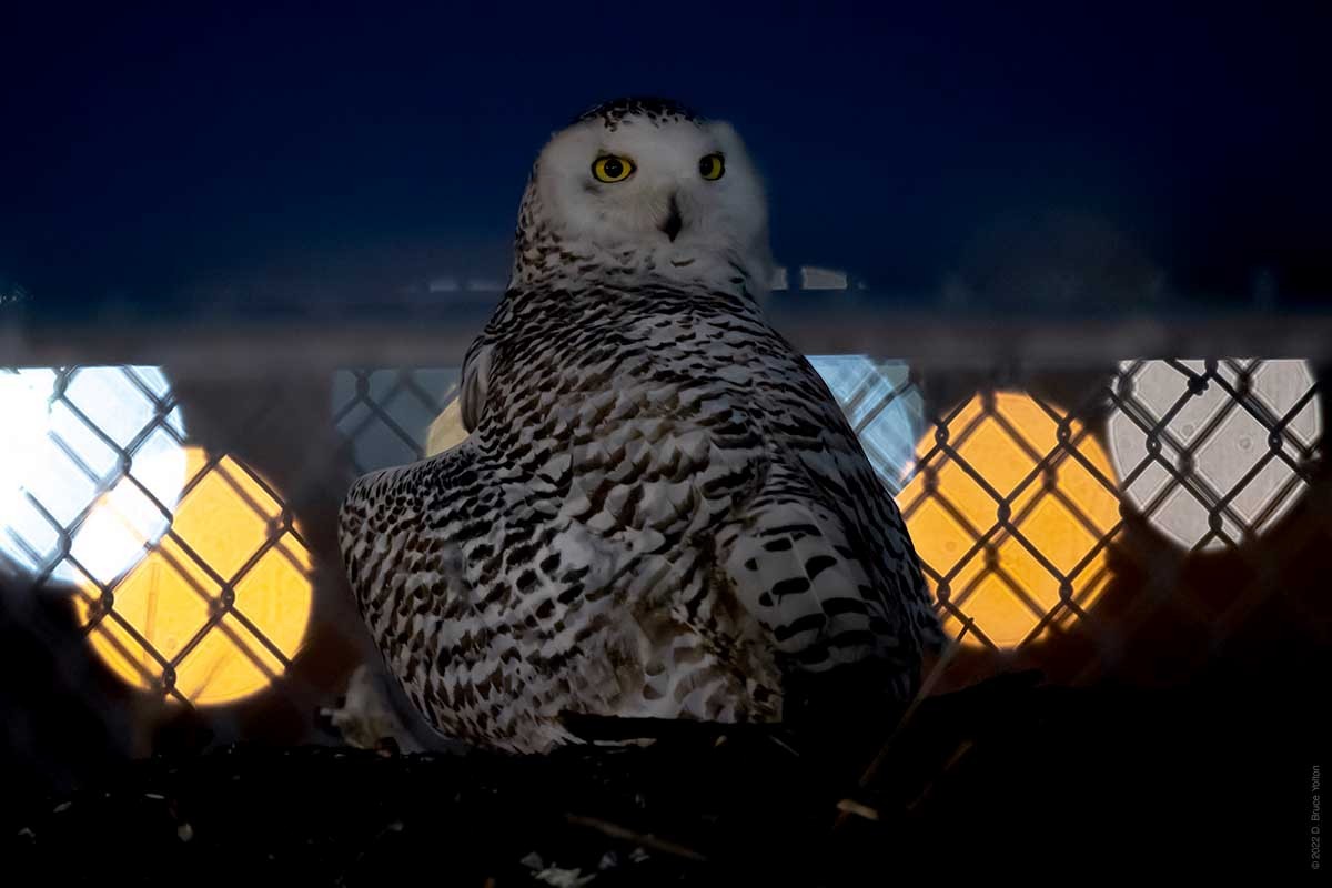 Snowy Owl - ML430086691