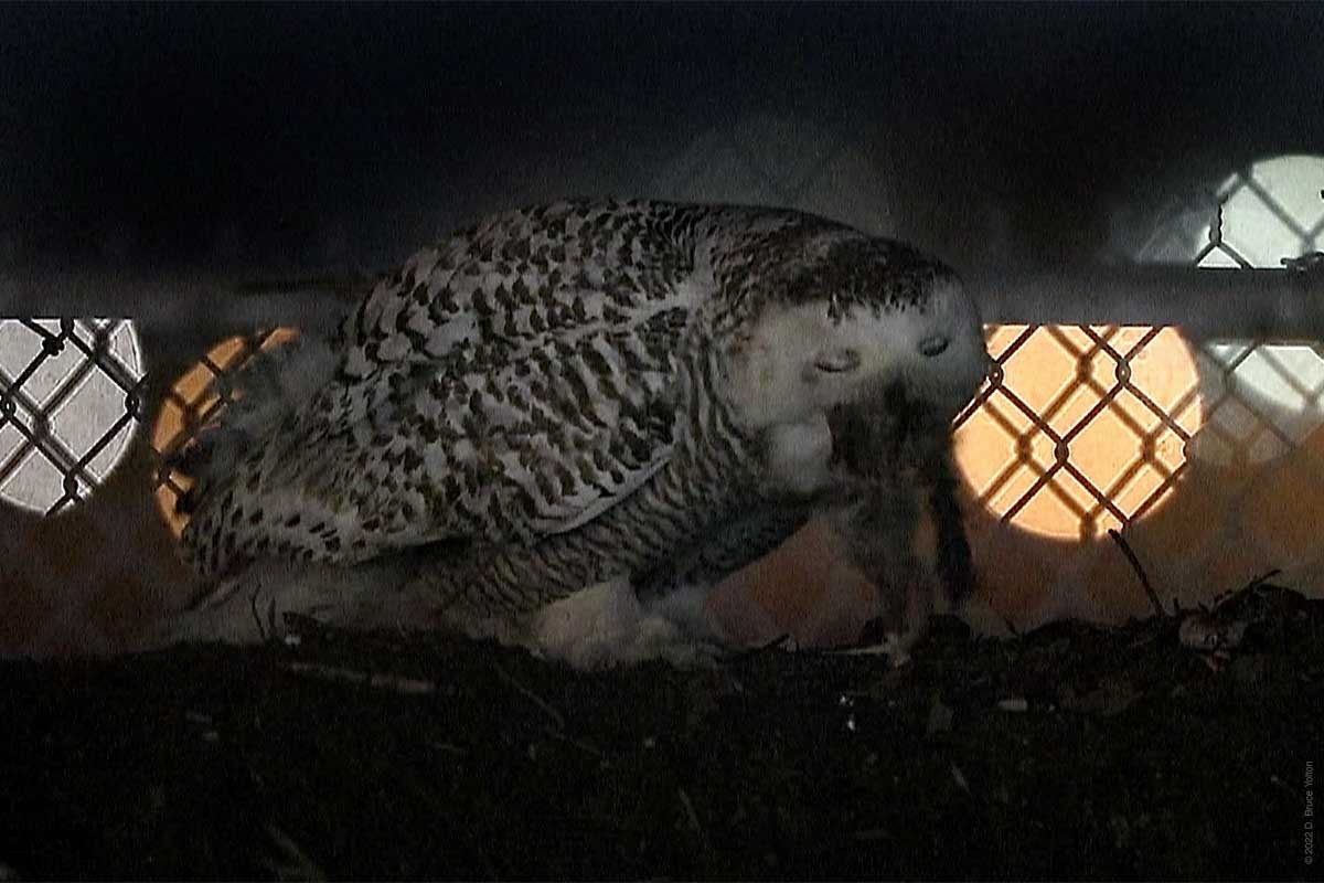 Snowy Owl - ML430086731