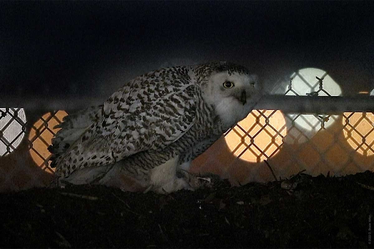 Snowy Owl - D. Bruce Yolton