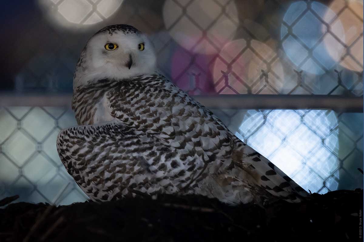 Snowy Owl - ML430086751