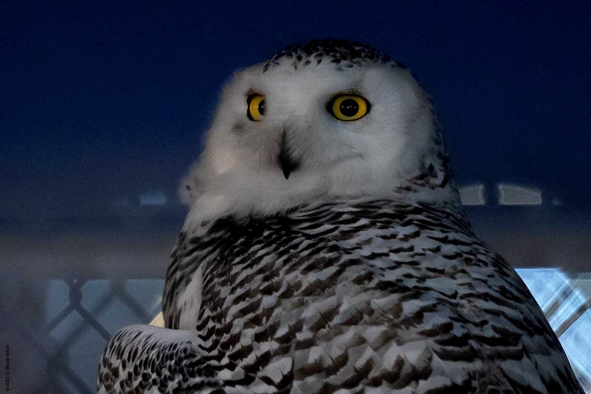 Snowy Owl - ML430086761