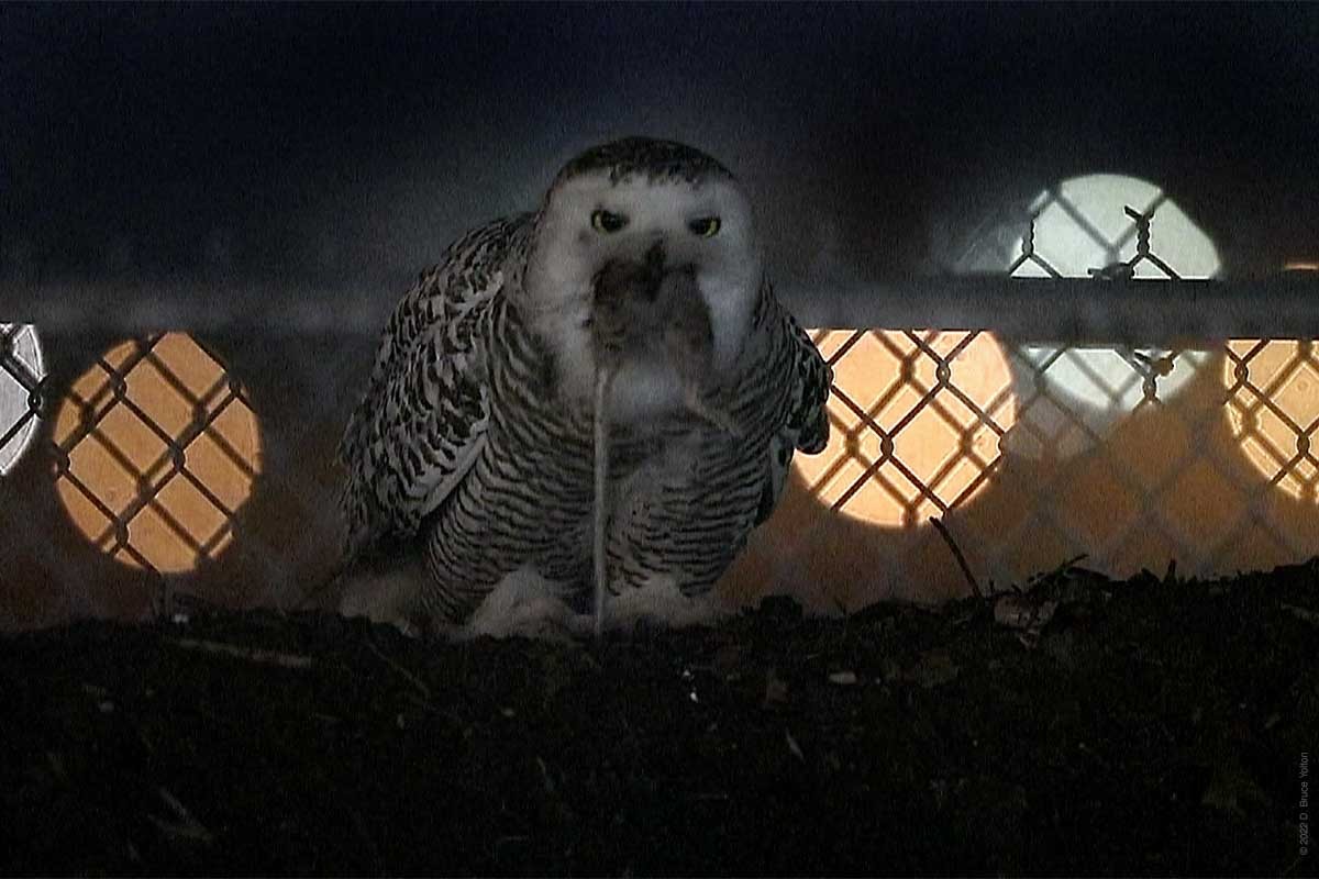 Snowy Owl - ML430086791