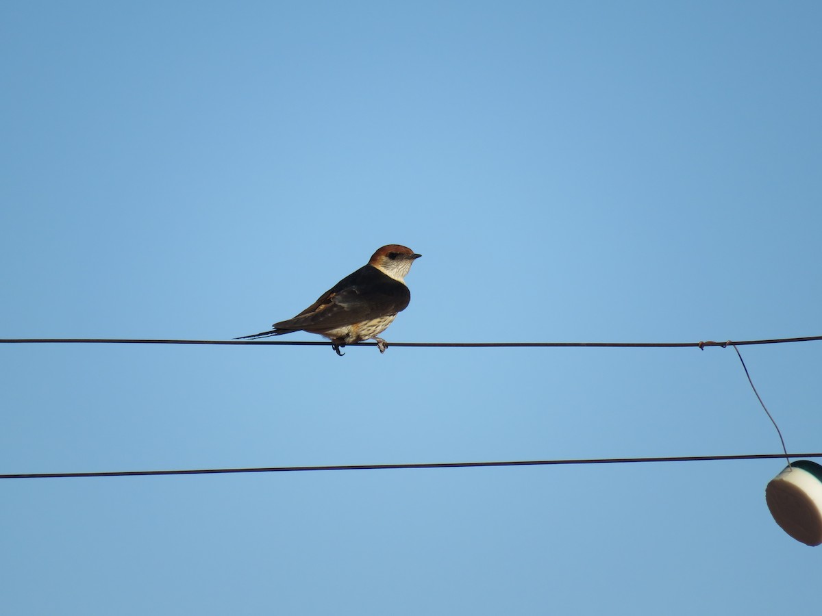 Greater Striped Swallow - ML43009211