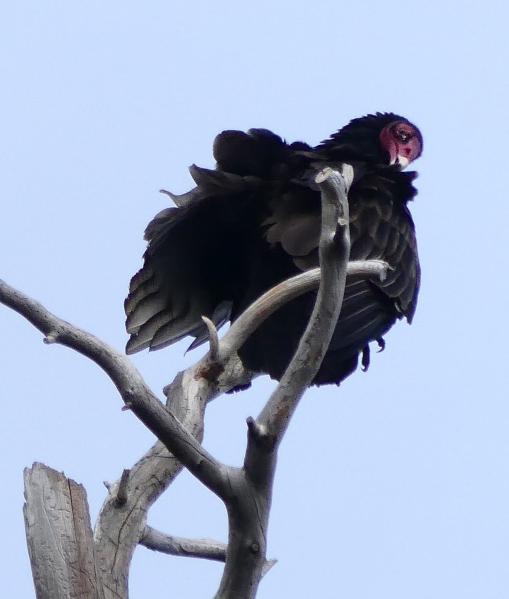 Turkey Vulture - ML430092251