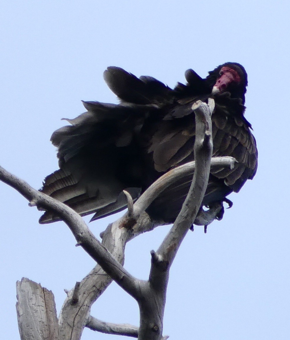 Turkey Vulture - ML430092261
