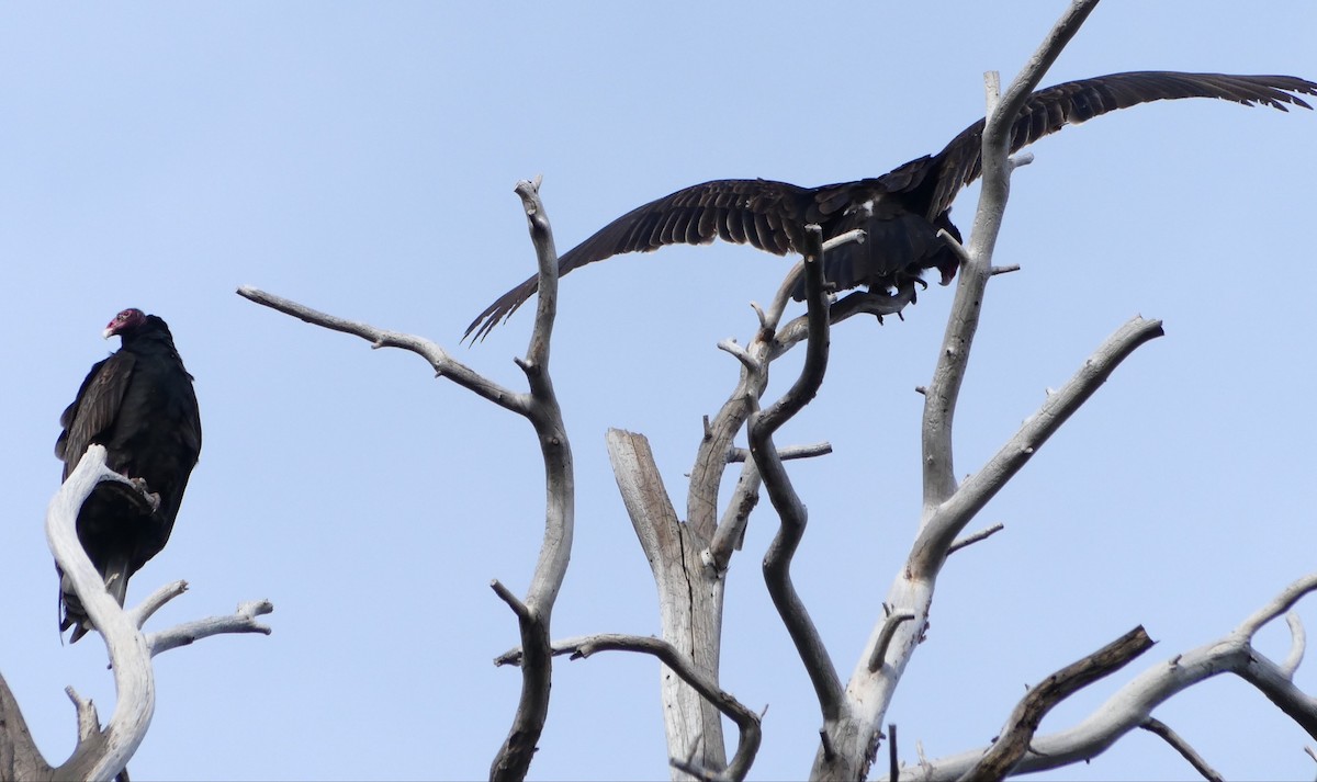 Turkey Vulture - ML430092311