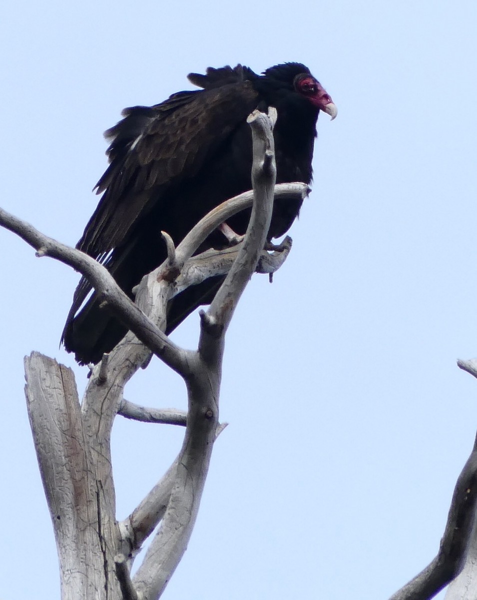 Turkey Vulture - Kirsti Aamodt