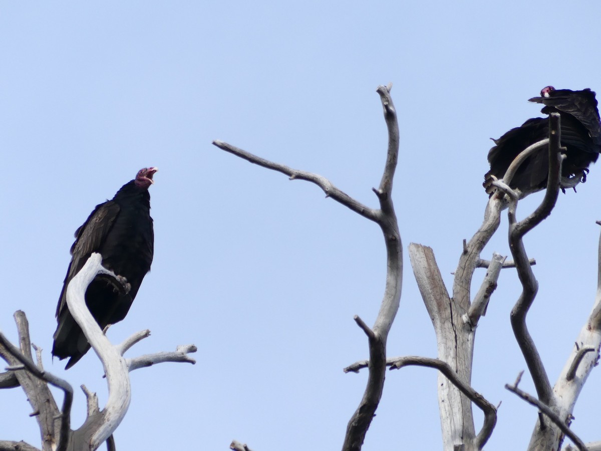 Urubu à tête rouge - ML430092371