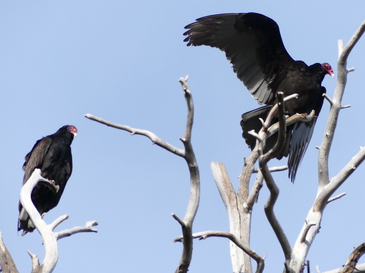 Turkey Vulture - Kirsti Aamodt