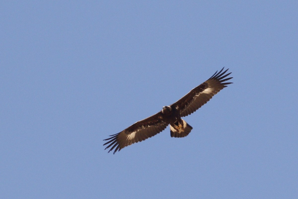 Aigle royal - ML430093961