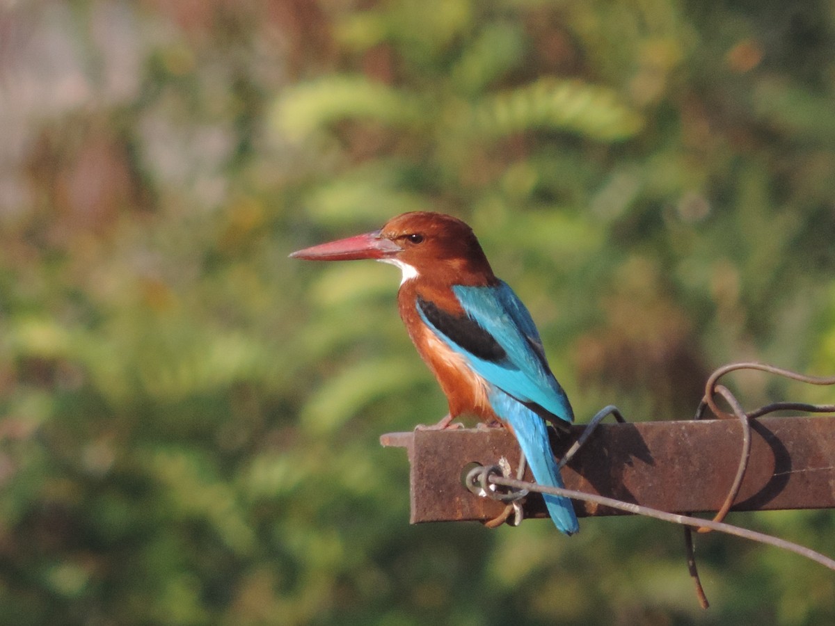 White-throated Kingfisher - ML43009411