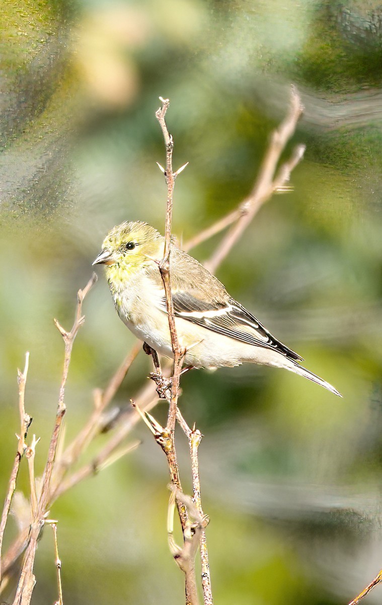 American Goldfinch - ML430099591