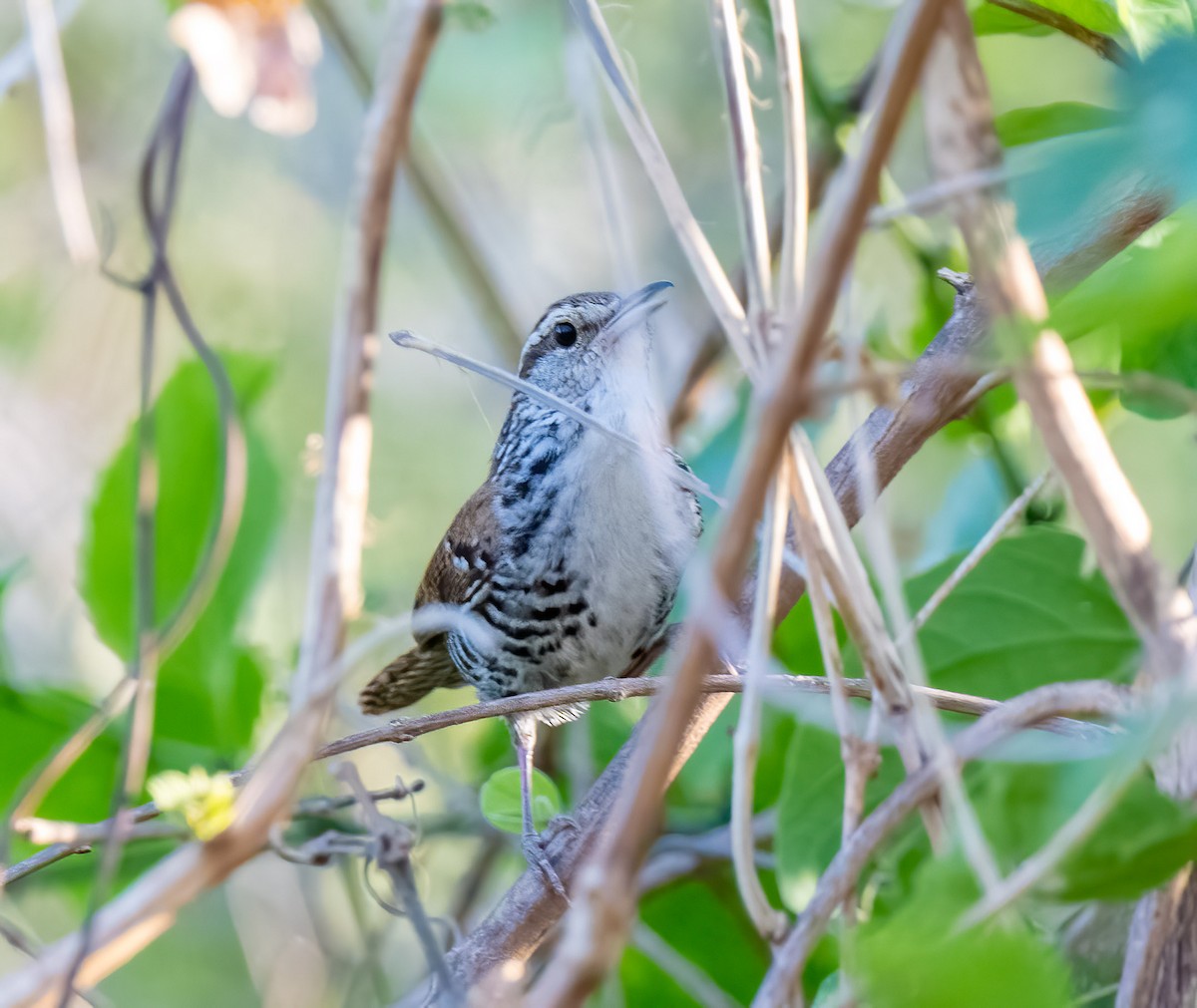 Banded Wren - ML430099681