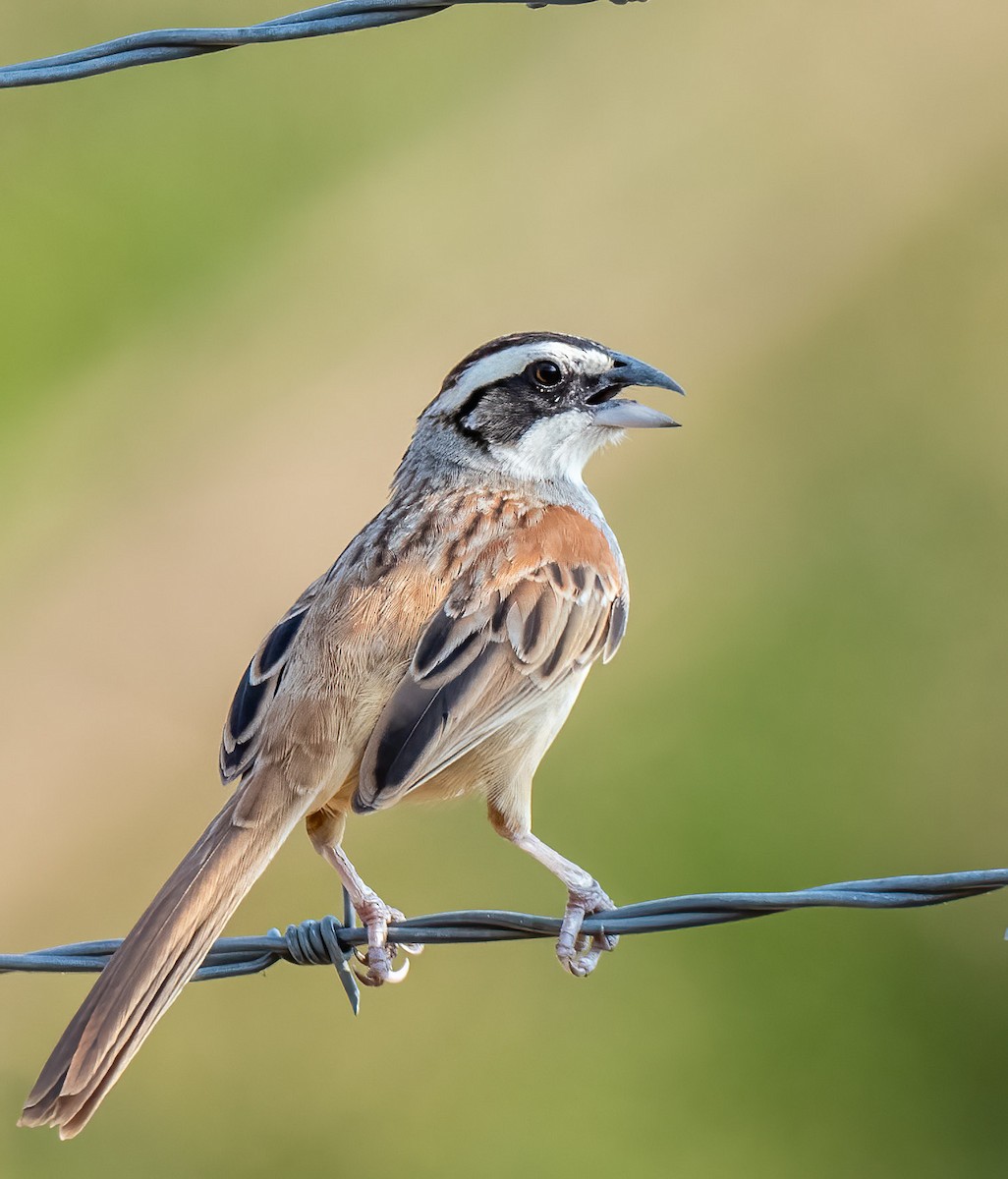Stripe-headed Sparrow - ML430099691
