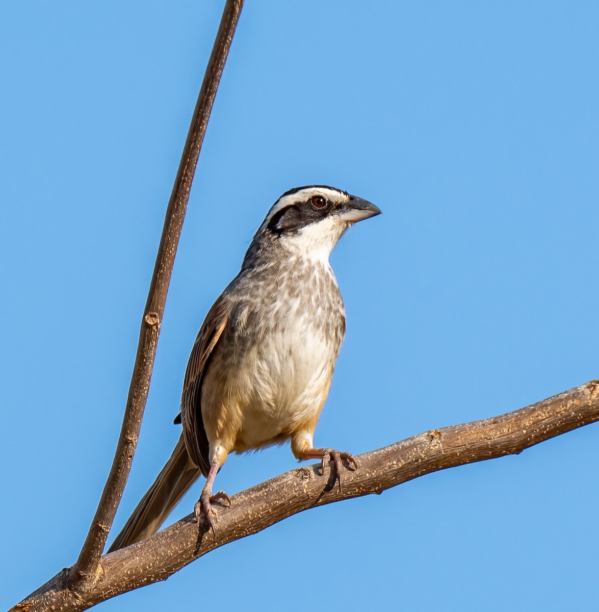 Stripe-headed Sparrow - ML430099701