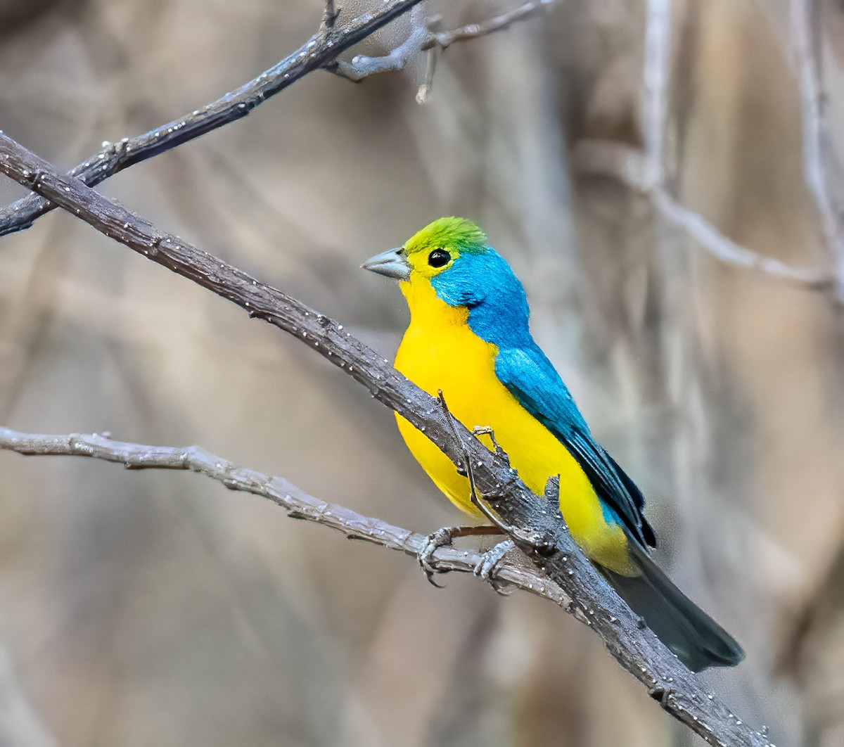 Orange-breasted Bunting - ML430099731