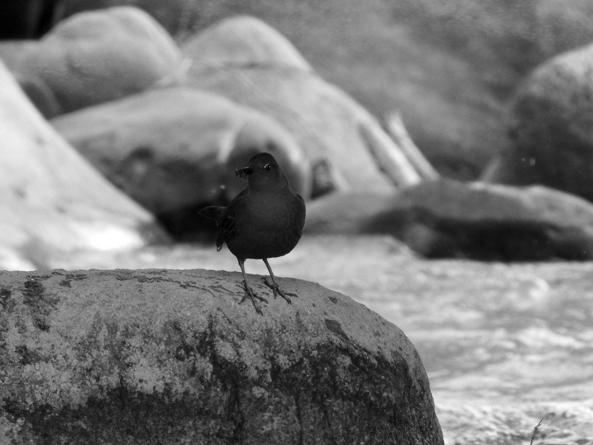 American Dipper - ML430099741