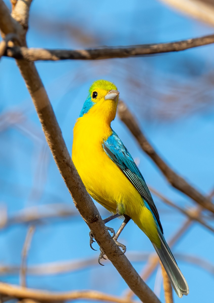 Orange-breasted Bunting - ML430099751