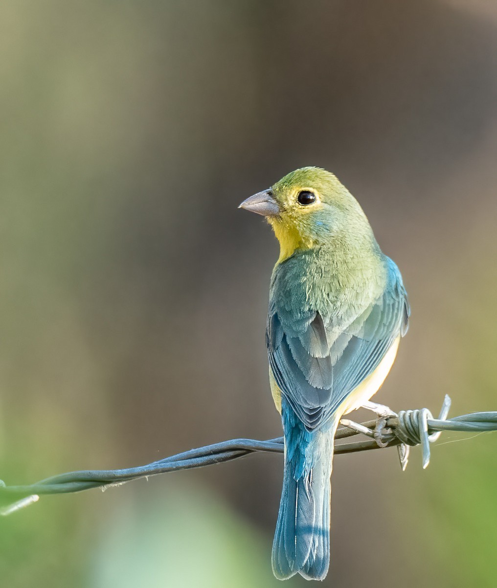 Orange-breasted Bunting - ML430099771