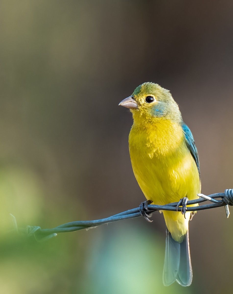 Orange-breasted Bunting - ML430099791