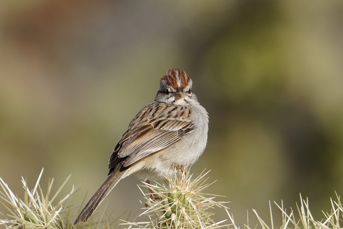 Rufous-winged Sparrow - ML430099961