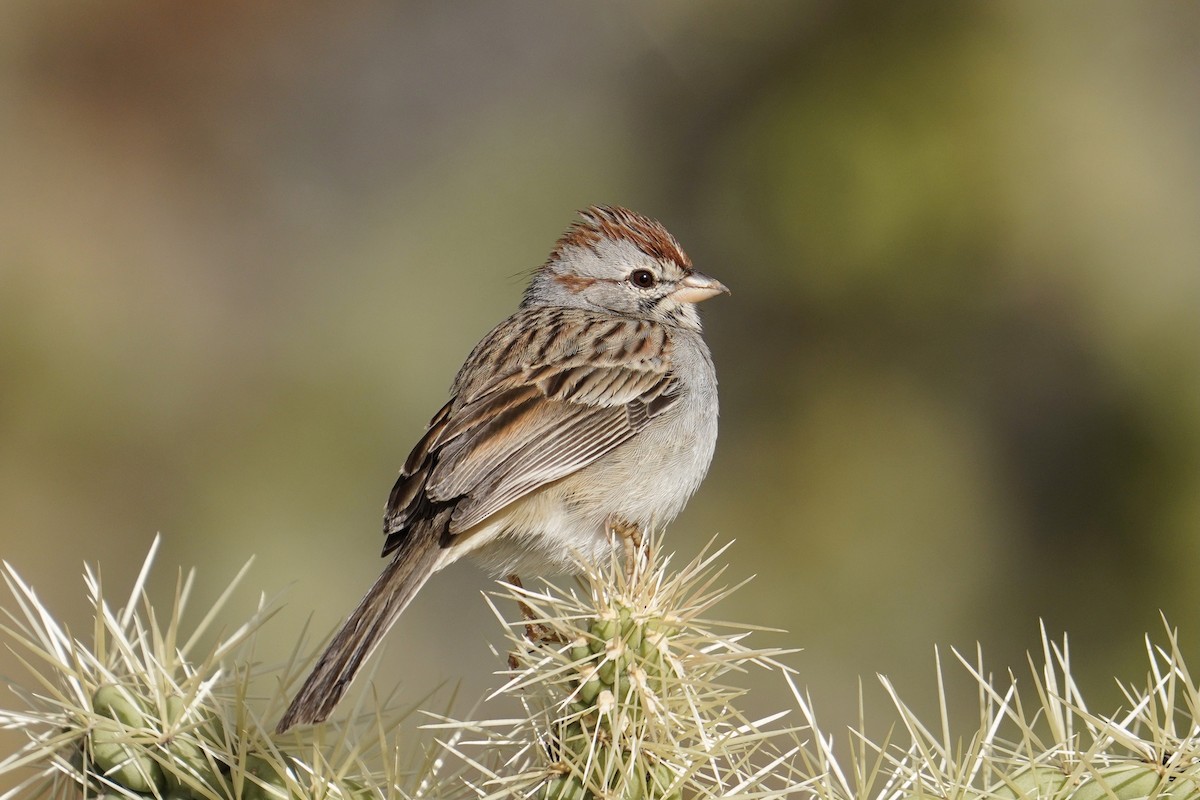 Rufous-winged Sparrow - ML430099971