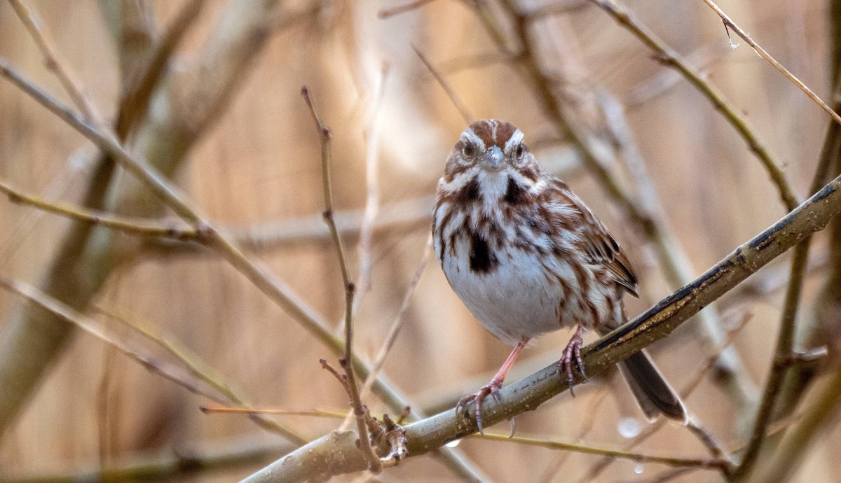 Song Sparrow - ML430100031