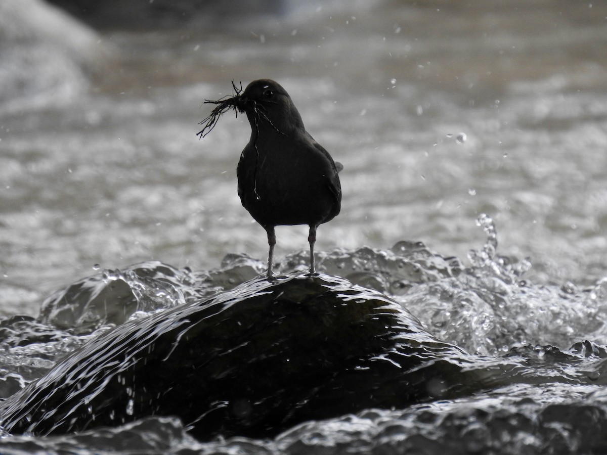 American Dipper - ML430100041