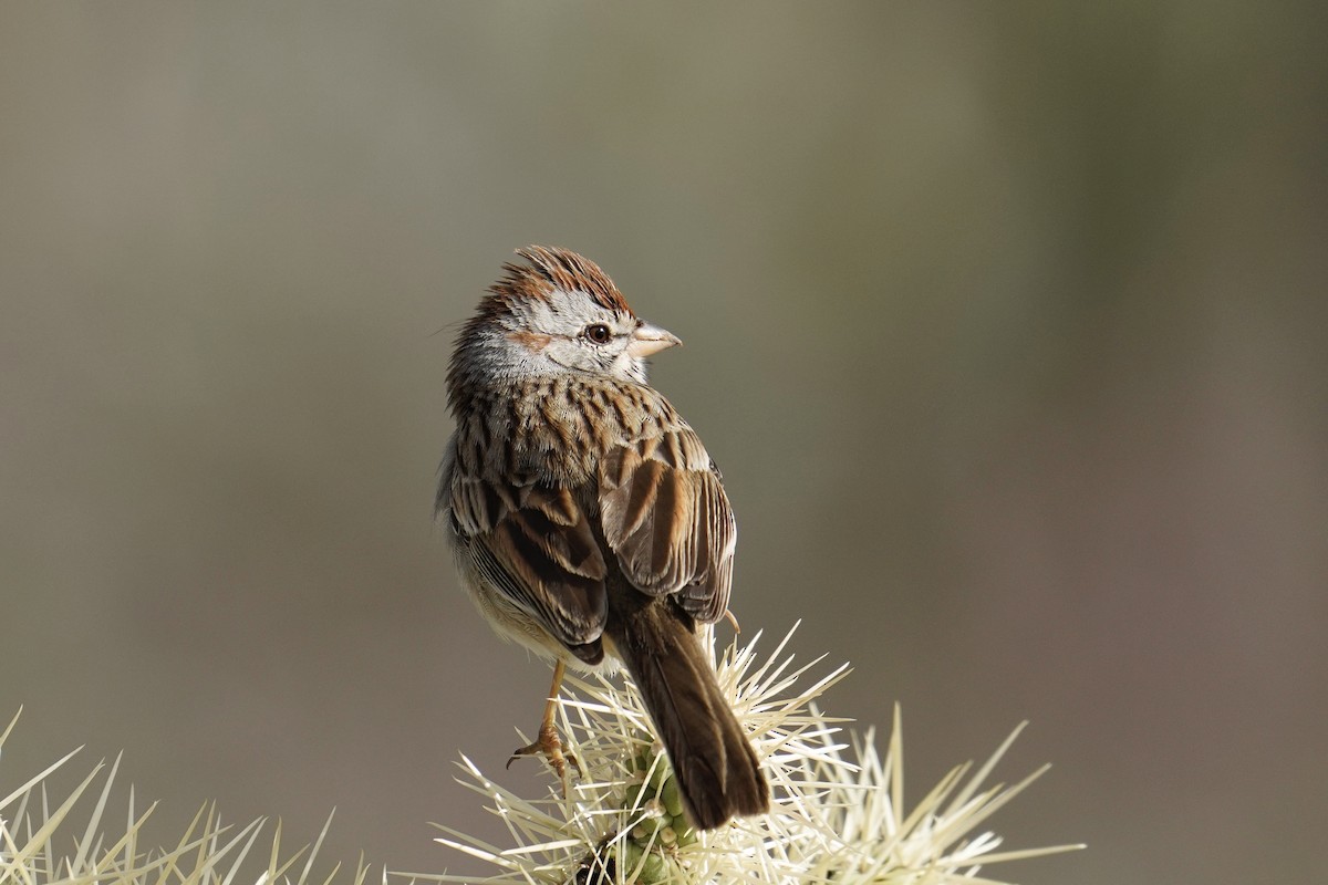 Rufous-winged Sparrow - ML430100131