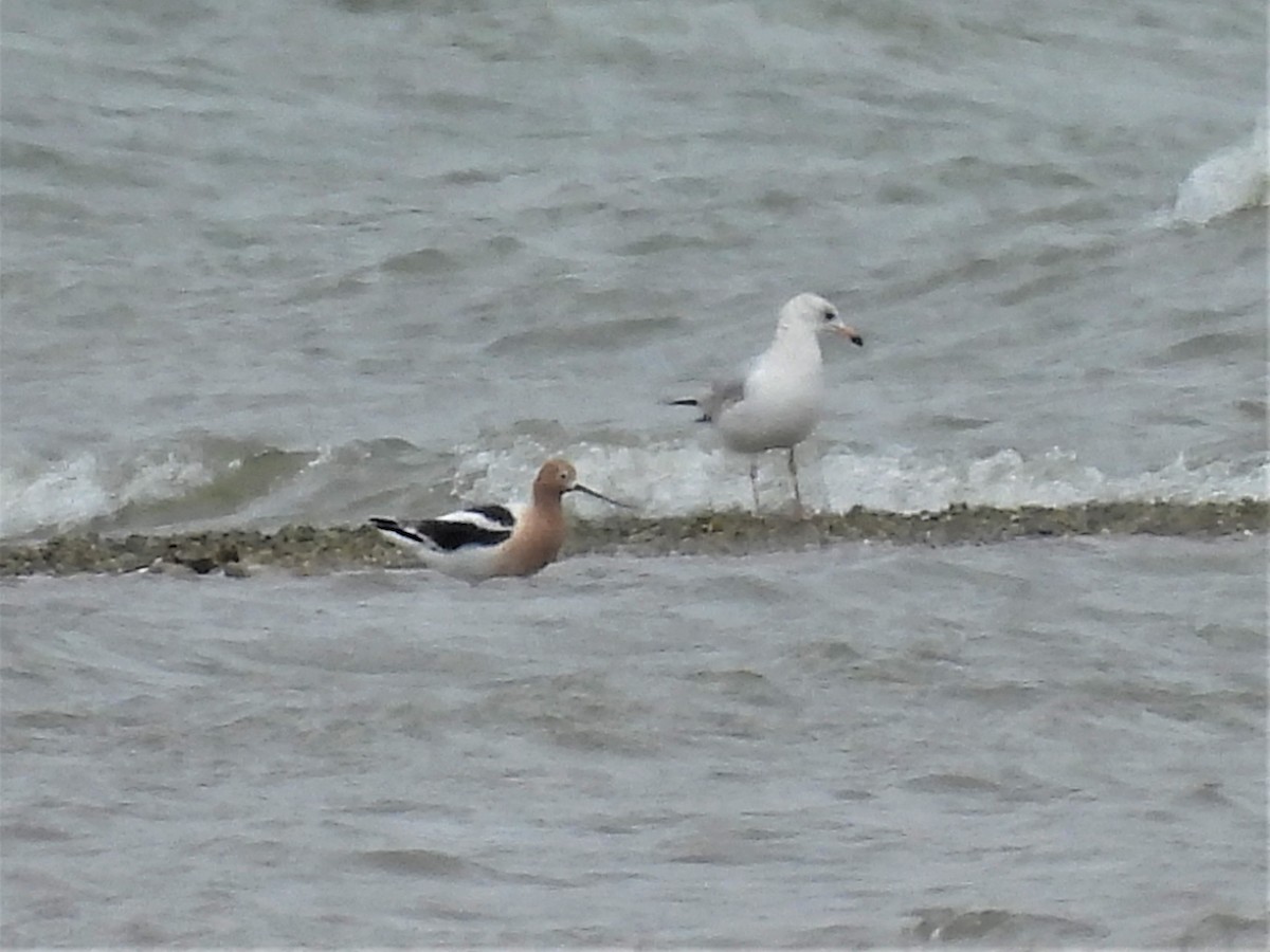 American Avocet - ML430100551