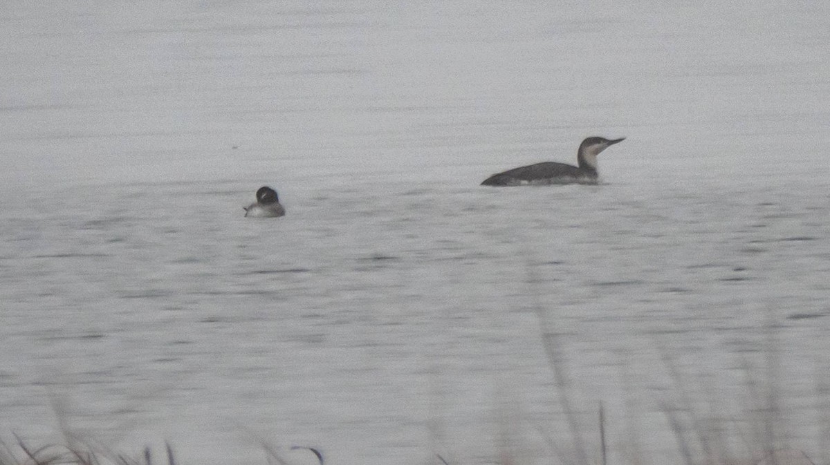 Red-throated Loon - ML430101081