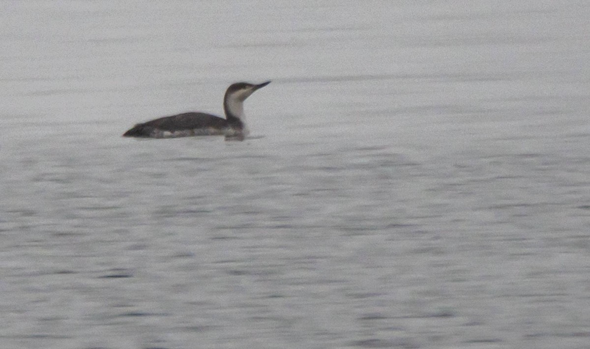 Red-throated Loon - ML430101091