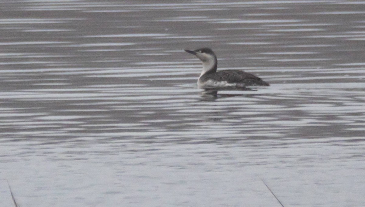 Red-throated Loon - ML430101101