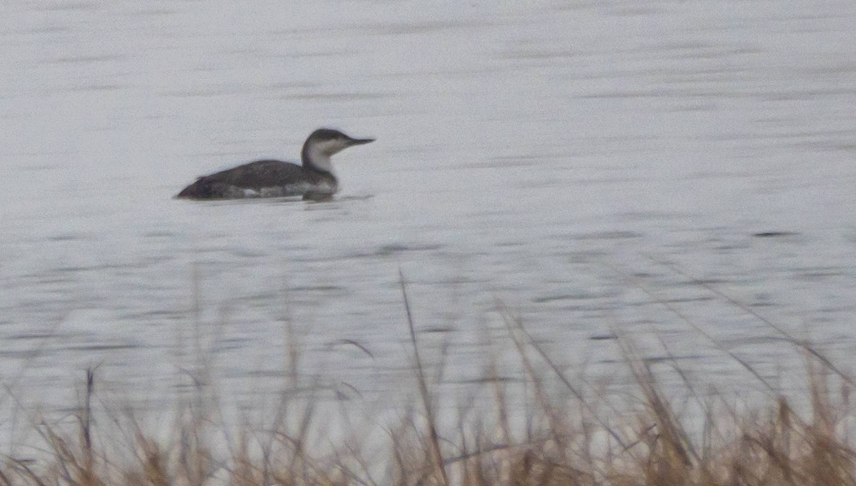 Red-throated Loon - ML430101121