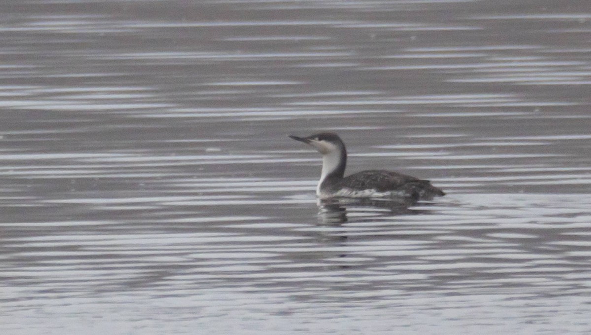 Red-throated Loon - ML430101141