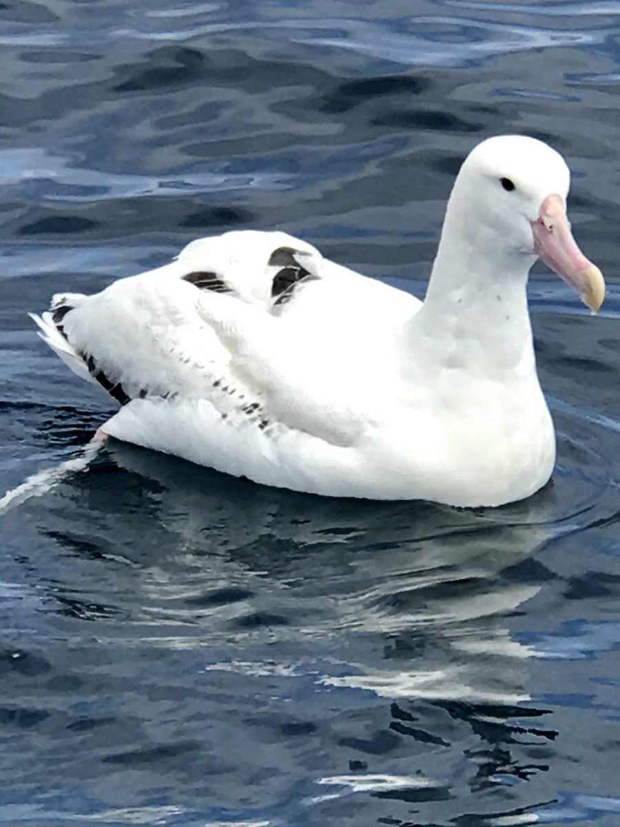 albatros stěhovavý/tristanský/jižní - ML43010181
