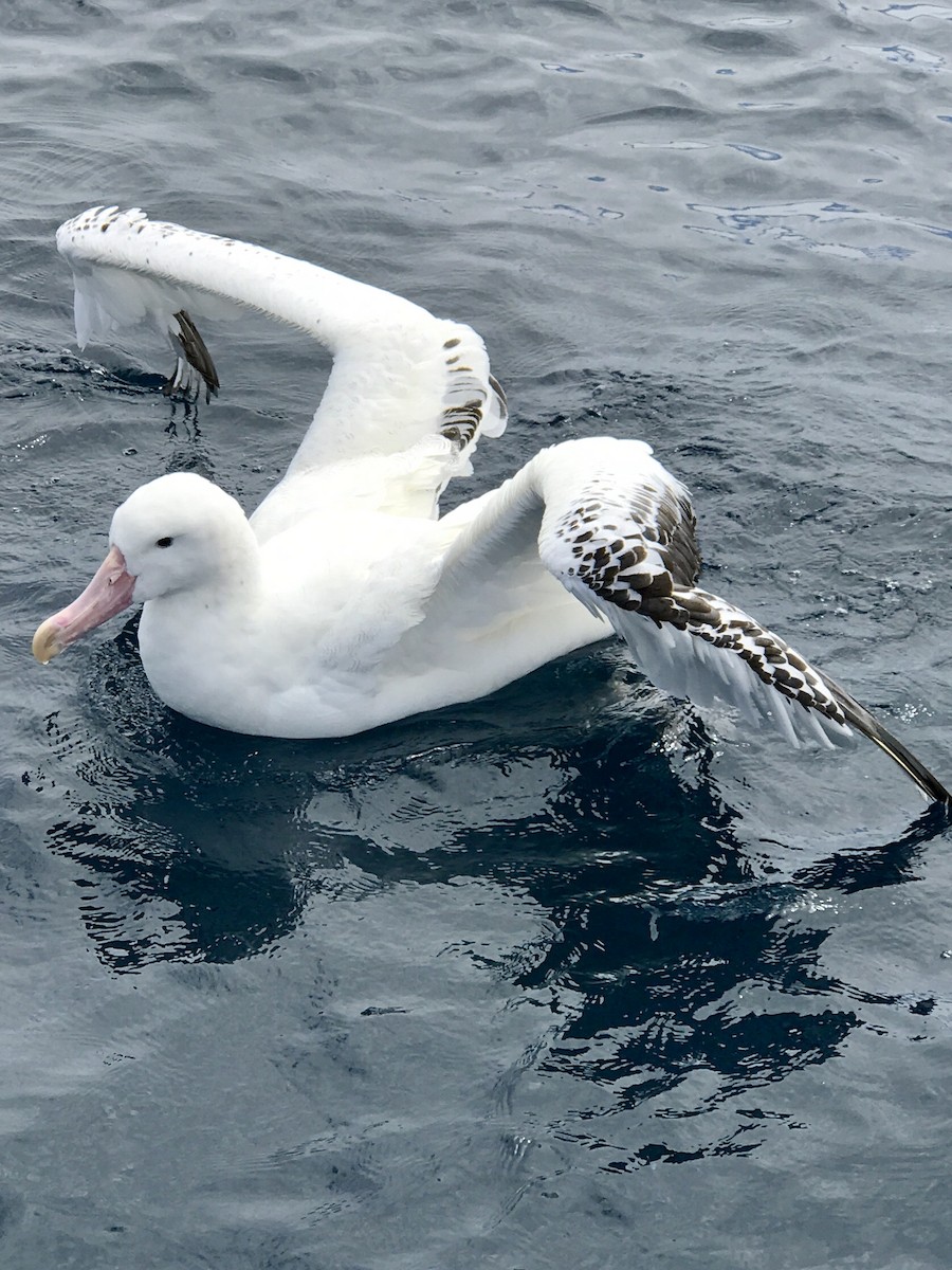 Albatros Viajero/de Tristán de Acuña/de las Antípodas - ML43010231