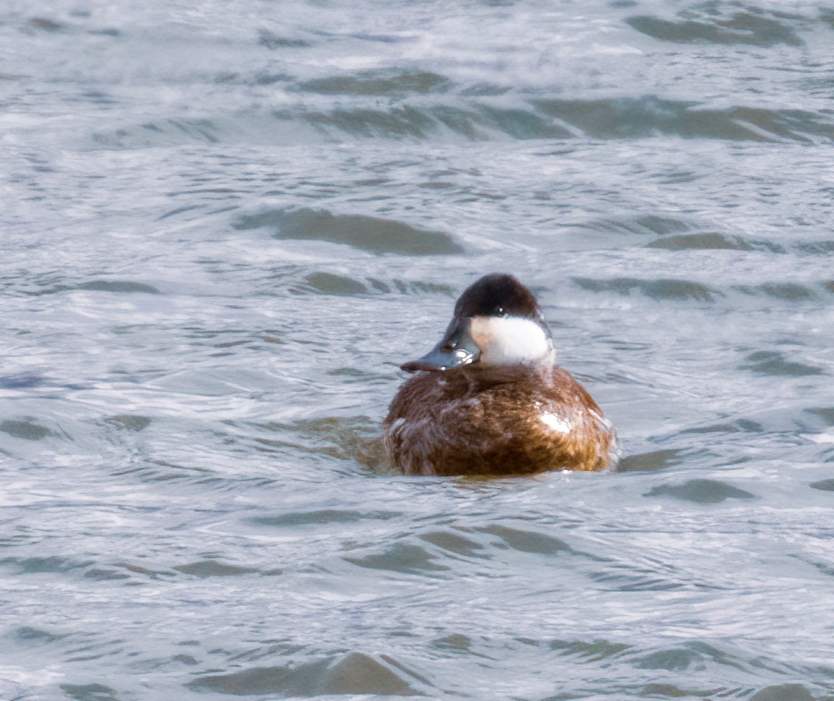 Ruddy Duck - ML430102651