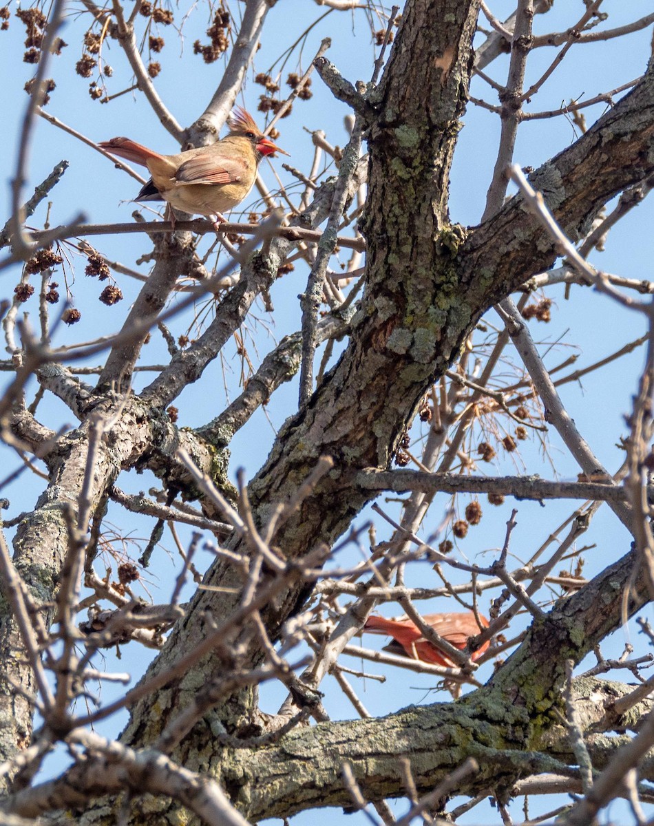 Northern Cardinal - ML430103031