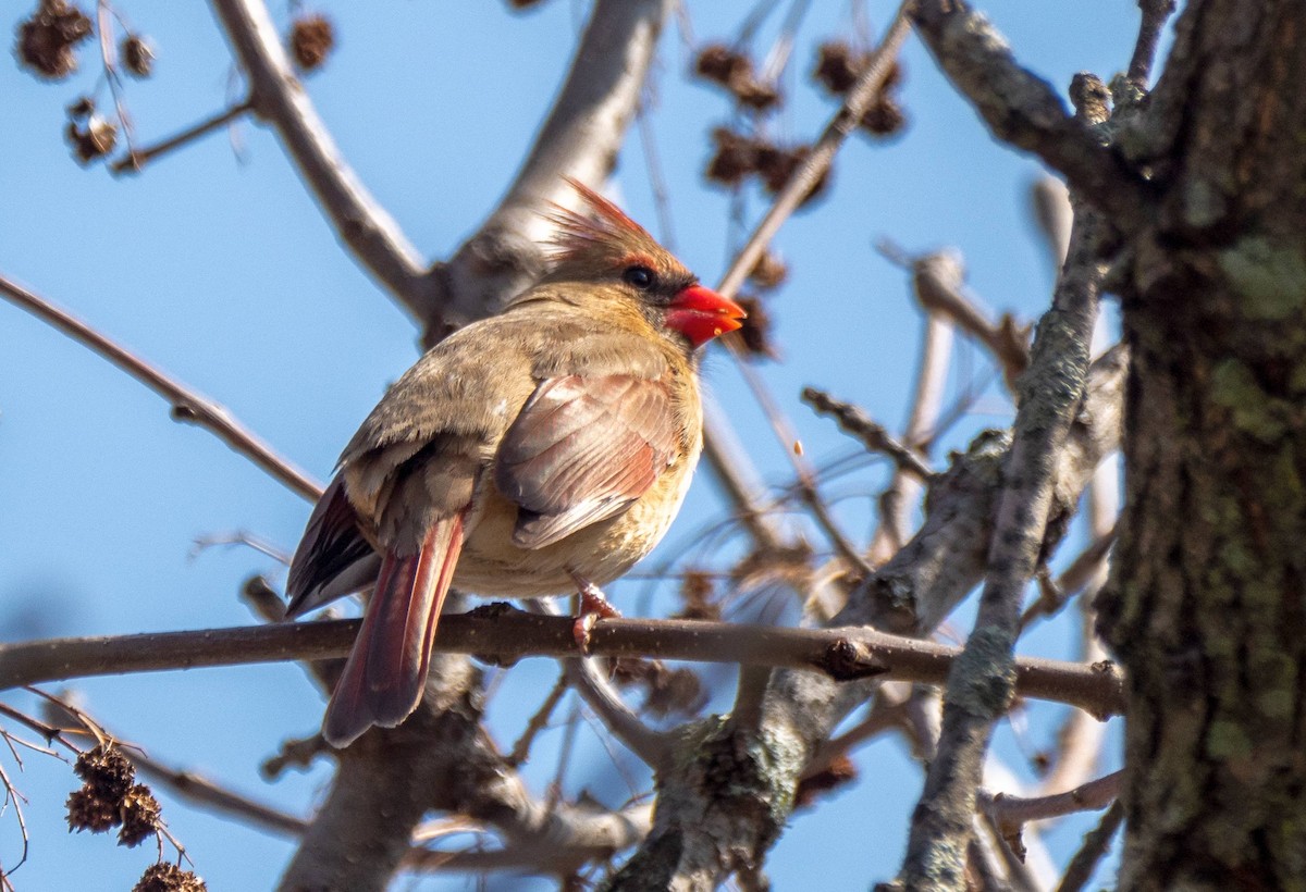 Northern Cardinal - ML430103041