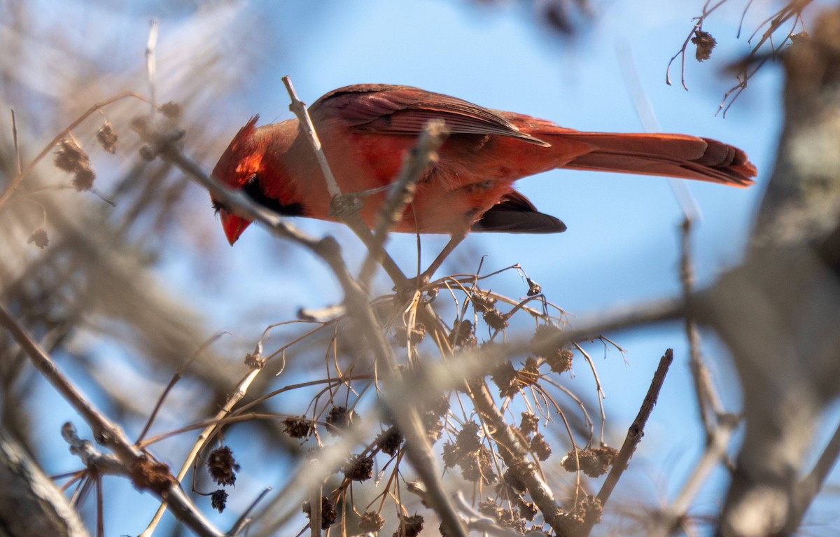 Northern Cardinal - ML430103051