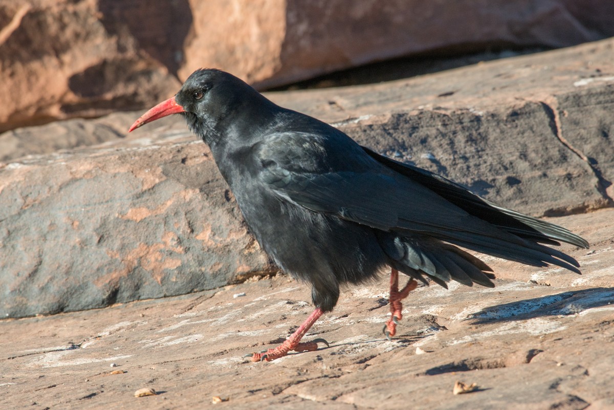 Red-billed Chough - ML43010391