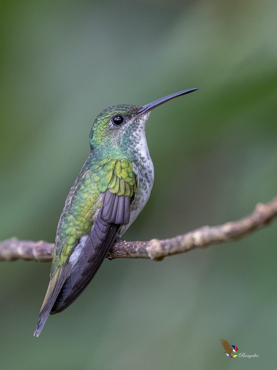 Mangrove Hummingbird - ML430104491