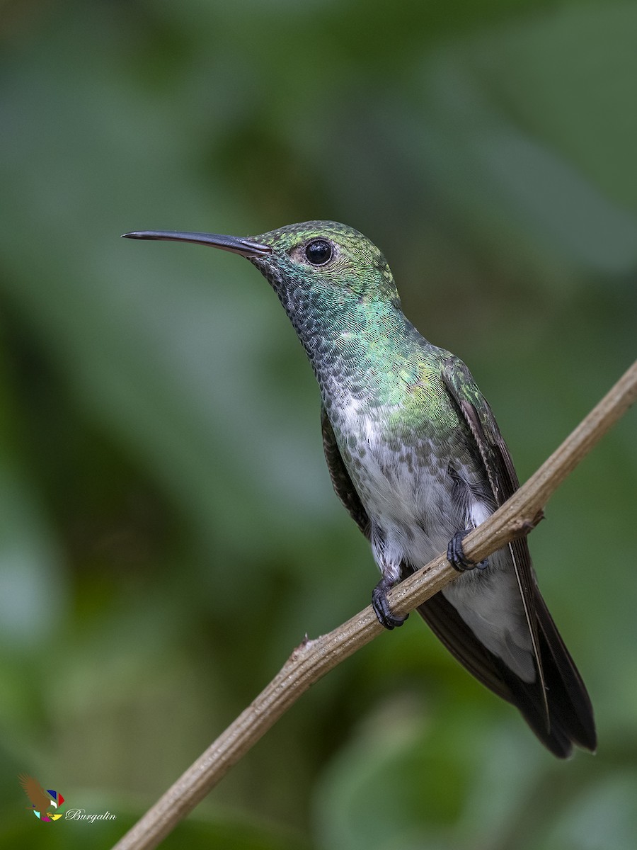 Mangrove Hummingbird - ML430104501